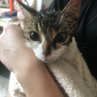 Tekir Kedi, Kedi  Freddie fotoğrafı