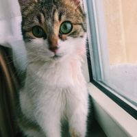 Tekir Kedi, Kedi  Freddie fotoğrafı