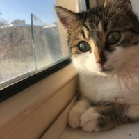 Tekir Kedi, Kedi  Freddie fotoğrafı