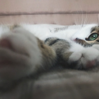 Tekir Kedi, Kedi  Freddie fotoğrafı