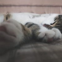 Tekir Kedi, Kedi  Freddie fotoğrafı