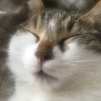 Tekir Kedi, Kedi  Freddie fotoğrafı