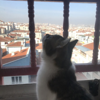 Tekir Kedi, Kedi  Freddie fotoğrafı
