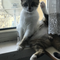 Tekir Kedi, Kedi  Freddie fotoğrafı