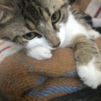 Tekir Kedi, Kedi  Freddie fotoğrafı
