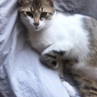 Tekir Kedi, Kedi  Freddie fotoğrafı