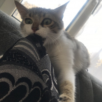Tekir Kedi, Kedi  Freddie fotoğrafı