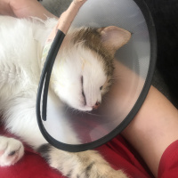 Tekir Kedi, Kedi  Freddie fotoğrafı