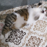 Tekir Kedi, Kedi  Freddie fotoğrafı