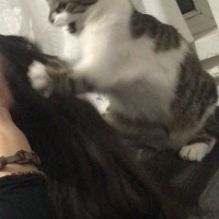 Tekir Kedi, Kedi  Freddie fotoğrafı