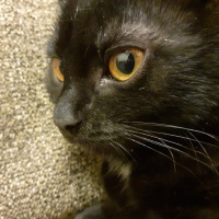 Ankara Kedisi, Kedi  Karakız fotoğrafı