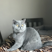 British Shorthair, Kedi  Herkül fotoğrafı