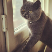 British Shorthair, Kedi  Herkül fotoğrafı