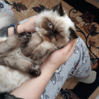 İran Kedisi (Persian), Kedi  İsot fotoğrafı
