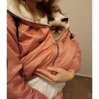 İran Kedisi (Persian), Kedi  İsot fotoğrafı