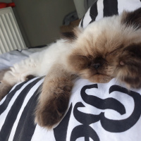 İran Kedisi (Persian), Kedi  İsot fotoğrafı