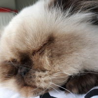 İran Kedisi (Persian), Kedi  İsot fotoğrafı