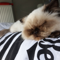 İran Kedisi (Persian), Kedi  İsot fotoğrafı