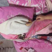 Tekir Kedi, Kedi  Miyo fotoğrafı