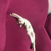 Tekir Kedi, Kedi  Miyo fotoğrafı