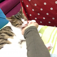 Tekir Kedi, Kedi  Miyo fotoğrafı