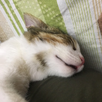 Tekir Kedi, Kedi  Miyo fotoğrafı