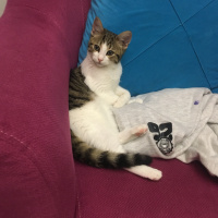 Tekir Kedi, Kedi  Miyo fotoğrafı