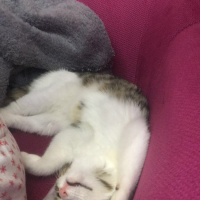 Tekir Kedi, Kedi  Miyo fotoğrafı