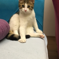Tekir Kedi, Kedi  Miyo fotoğrafı