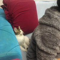Tekir Kedi, Kedi  Miyo fotoğrafı