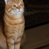 Tekir Kedi, Kedi  Boncuk fotoğrafı