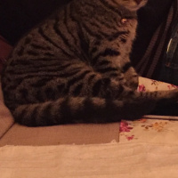 Tekir Kedi, Kedi  Odin fotoğrafı