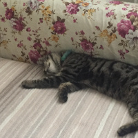 Tekir Kedi, Kedi  Odin fotoğrafı