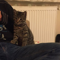 Tekir Kedi, Kedi  Odin fotoğrafı
