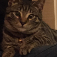 Tekir Kedi, Kedi  Odin fotoğrafı