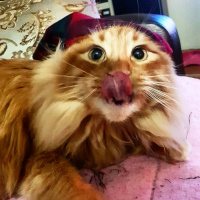 Sarman, Kedi  Tarçın fotoğrafı
