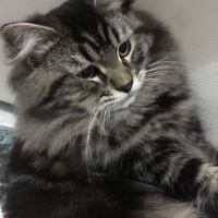 Tekir Kedi, Kedi  Peri fotoğrafı
