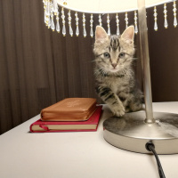 Tekir Kedi, Kedi  Müezza fotoğrafı