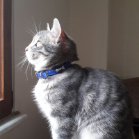 Tekir Kedi, Kedi  Rio fotoğrafı