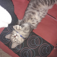 Tekir Kedi, Kedi  Rio fotoğrafı
