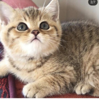 British Shorthair, Kedi  Kuyruk fotoğrafı
