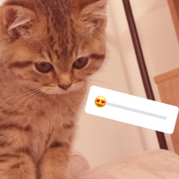 British Shorthair, Kedi  Kuyruk fotoğrafı