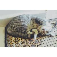 Tekir Kedi, Kedi  Gümüş fotoğrafı