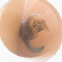 Tekir Kedi, Kedi  Gümüş fotoğrafı