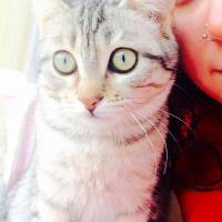 Tekir Kedi, Kedi  Gümüş fotoğrafı