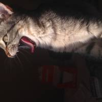 Tekir Kedi, Kedi  Gümüş fotoğrafı