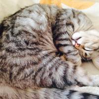 Tekir Kedi, Kedi  Gümüş fotoğrafı