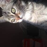 Tekir Kedi, Kedi  Gümüş fotoğrafı