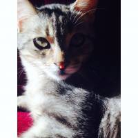 Tekir Kedi, Kedi  Gümüş fotoğrafı