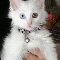 İran Kedisi (Persian), Kedi  Çeko fotoğrafı